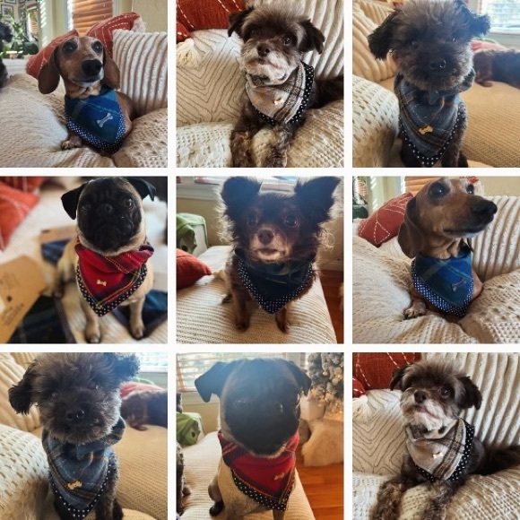 🌊🩵🐾🐾 1-26 SHARES GROUP 🐾🩵🌊 - Picture 15 of 17